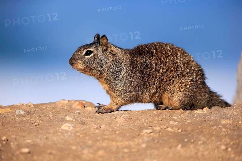 California Ground Squirrel