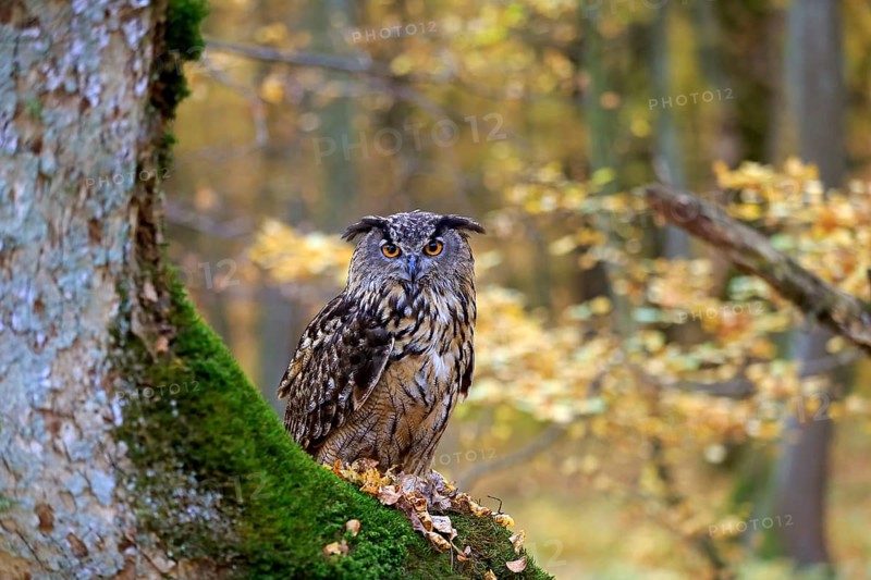 Eurasian Eagle Owl