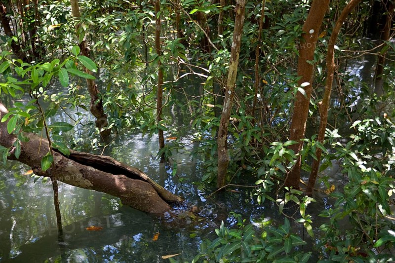 Mangrove trail in Tha Pom Khlong Song Nam nature park/ Mangrove trail in Tha Pom Khlong Song Nam national park