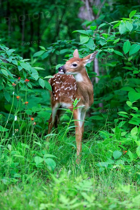 White-tailed deer