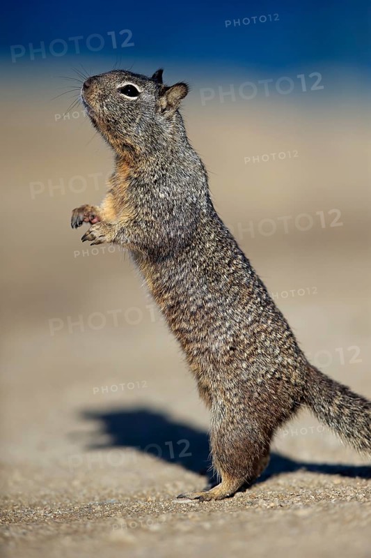 California Ground Squirrel