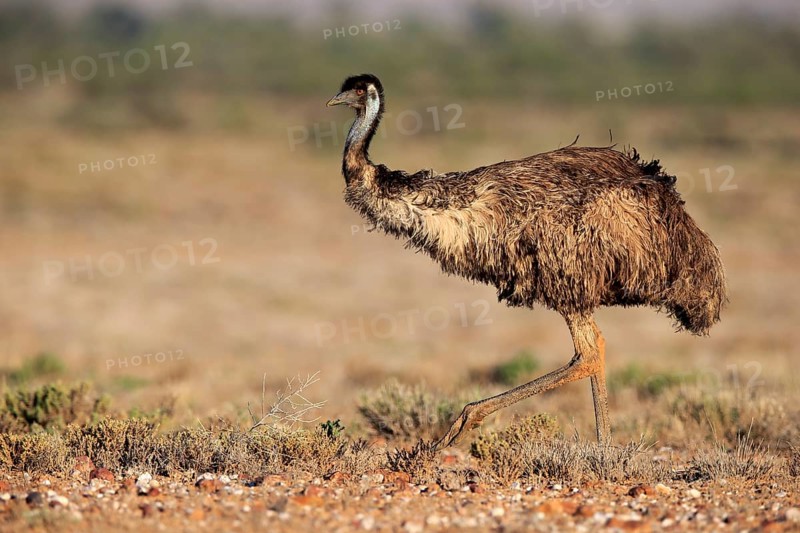 Emu