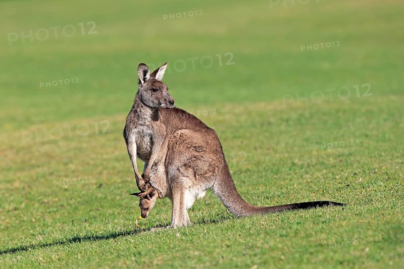 Eastern grey kangaroo