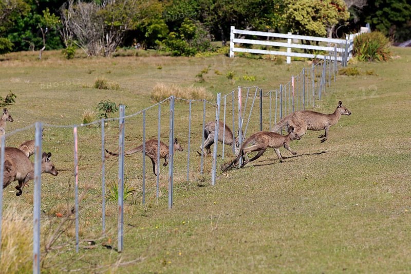 Eastern grey kangaroo
