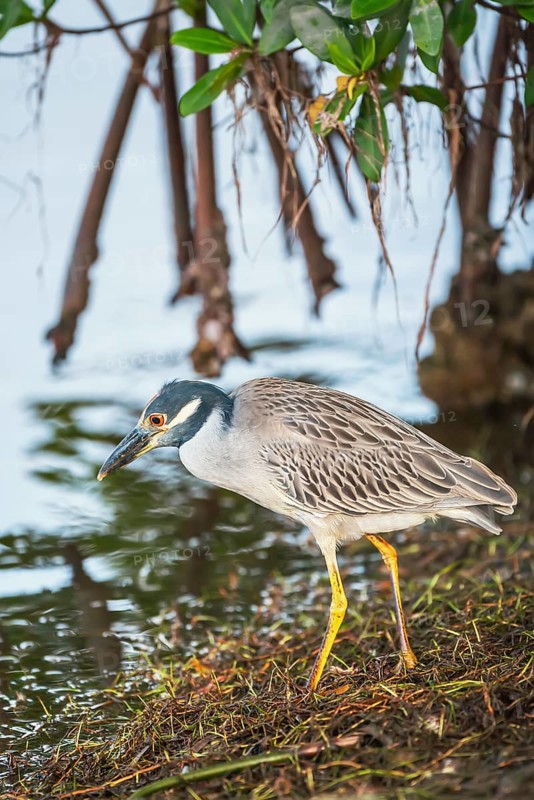 Yellow-crowned Night Heron