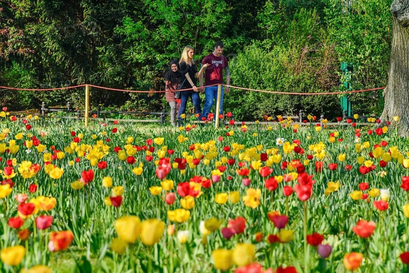Tulip blossom