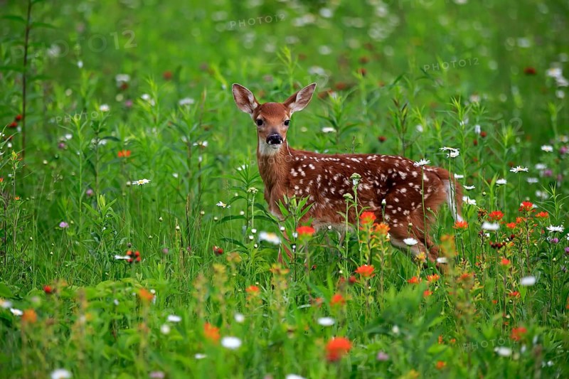 White-tailed deer