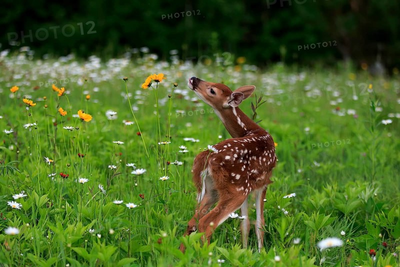 White tailed deer