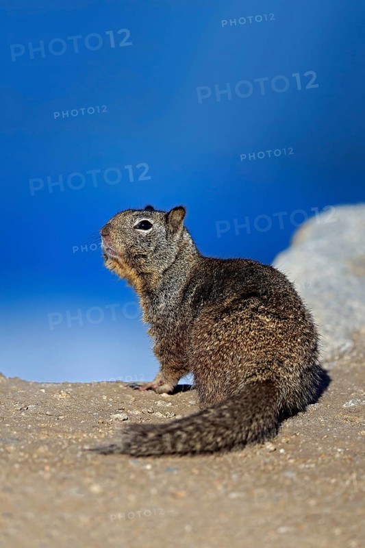 California Ground Squirrel