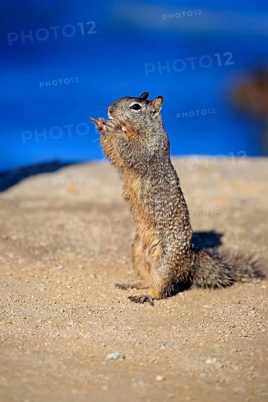 California Ground Squirrel