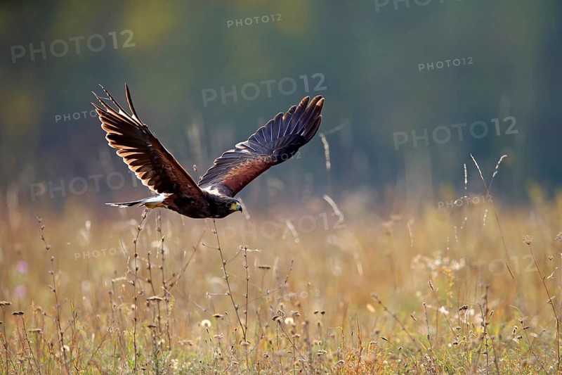 Harris' Hawk