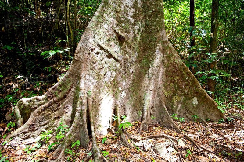 Board roots