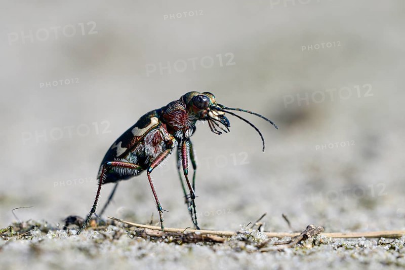 Dune Sand Beetle