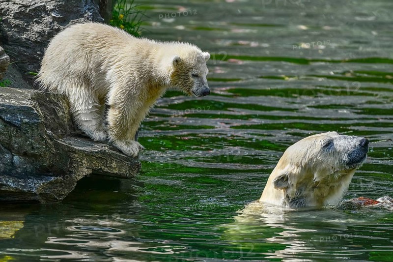 Polar bear Tonja and young Hertha