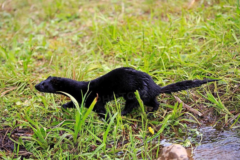 American Mink