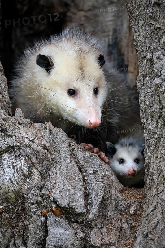 Virginia opossum