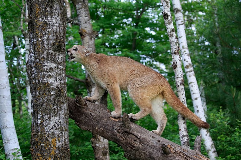 Cougar