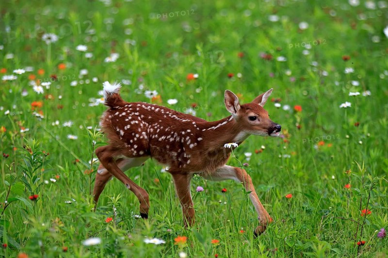 White-tailed deer