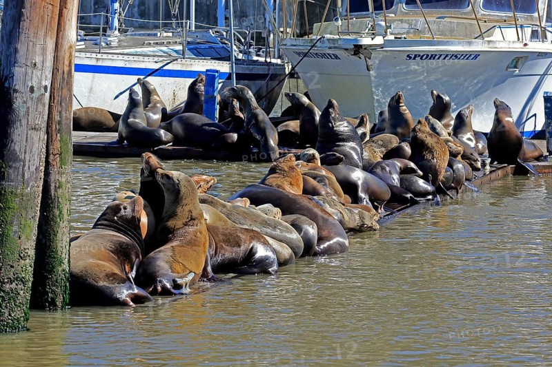 Californian Sea Lion