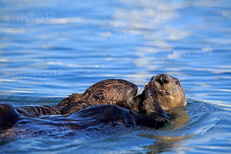 Sea Otter