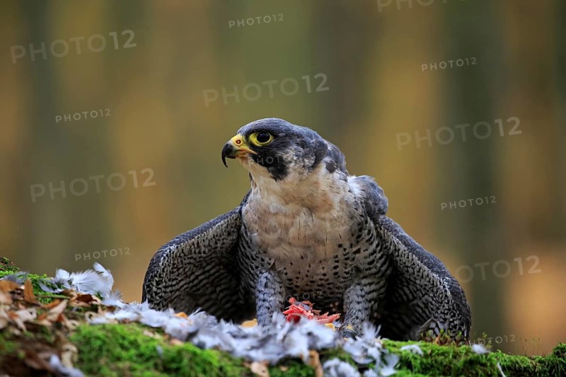 Peregrine falcon