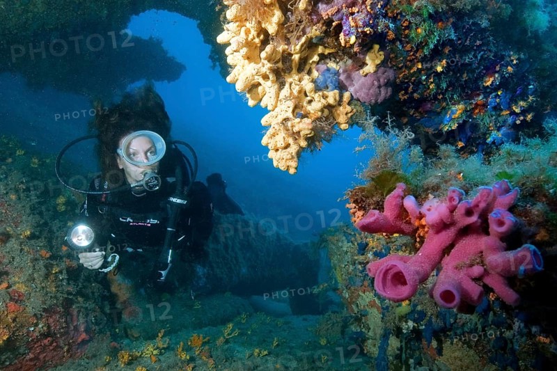 Pink tube sponge and diver