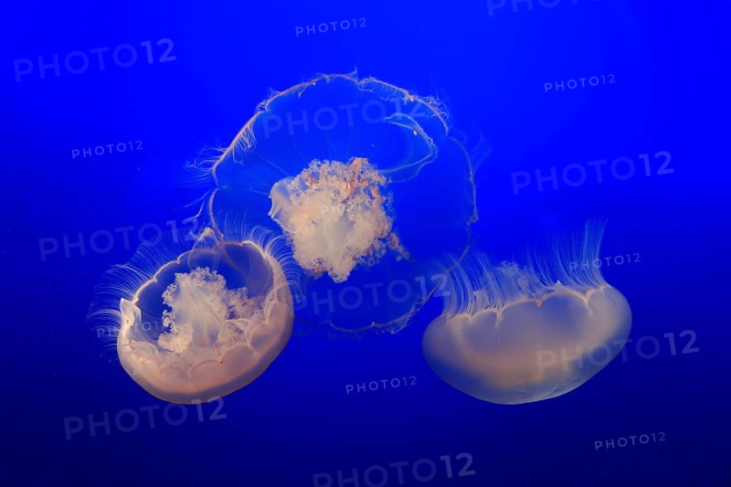 Moon Jelly