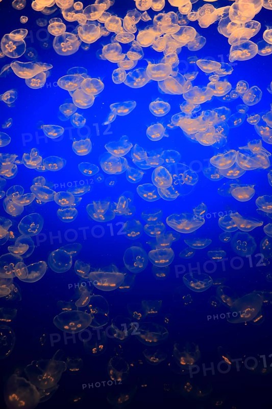 Moon Jellies