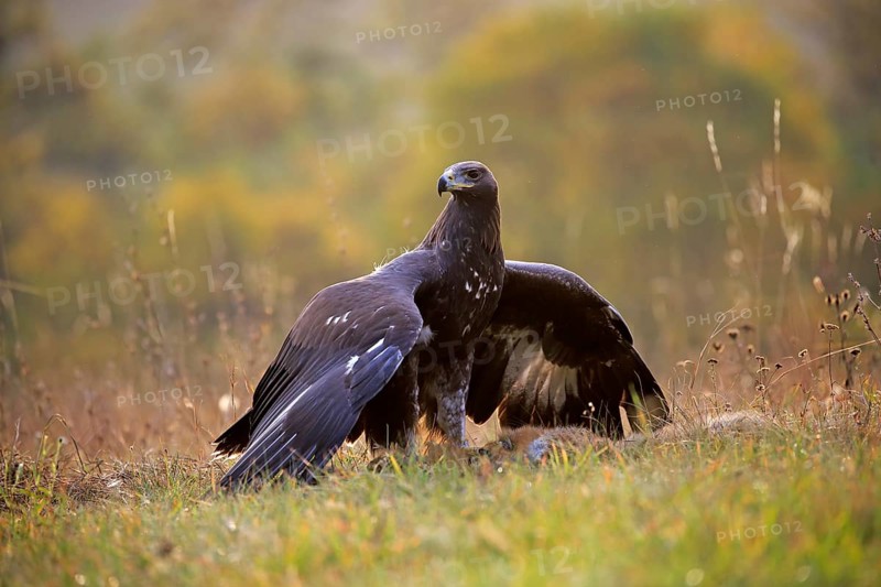 Golden Eagle