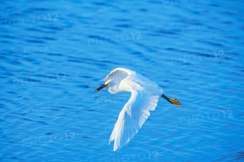 Snowy Egret