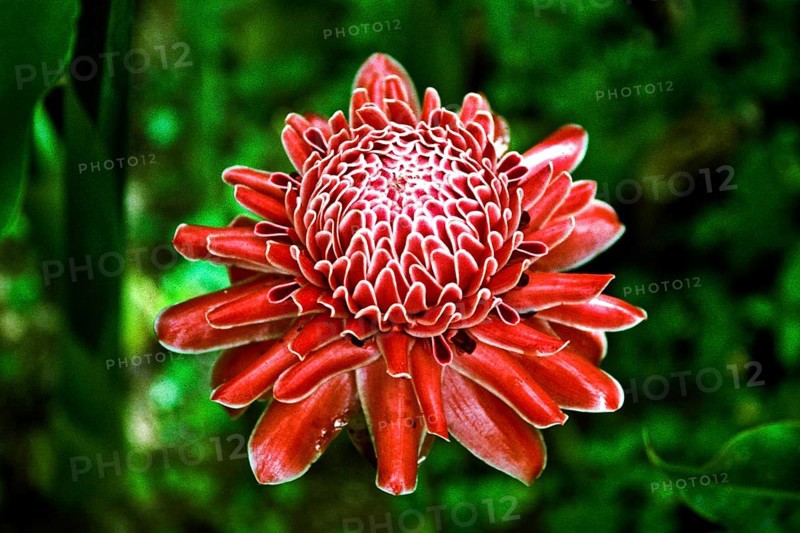 Porcelain rose