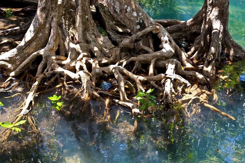 Mangrove trail in Tha Pom Khlong Song Nam nature park/ Mangrove trail in Tha Pom Khlong Song Nam national park