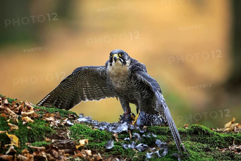 Peregrine falcon