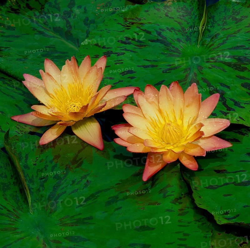 Cape blue water lily