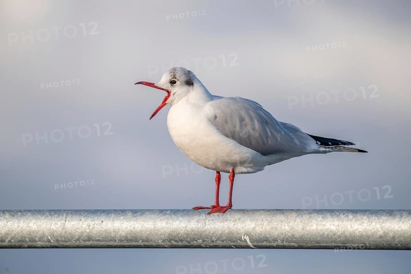 Black-headed gull in winter plumage crying with open beak. Perched on a barrier on the banks of the Rhine. France
