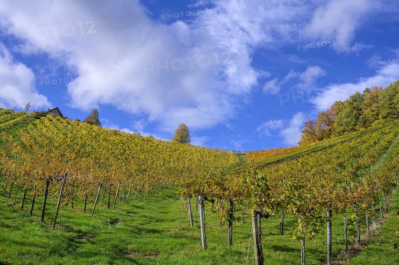 Autumn vineyards