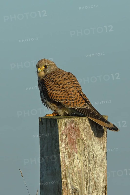 Common kestrel