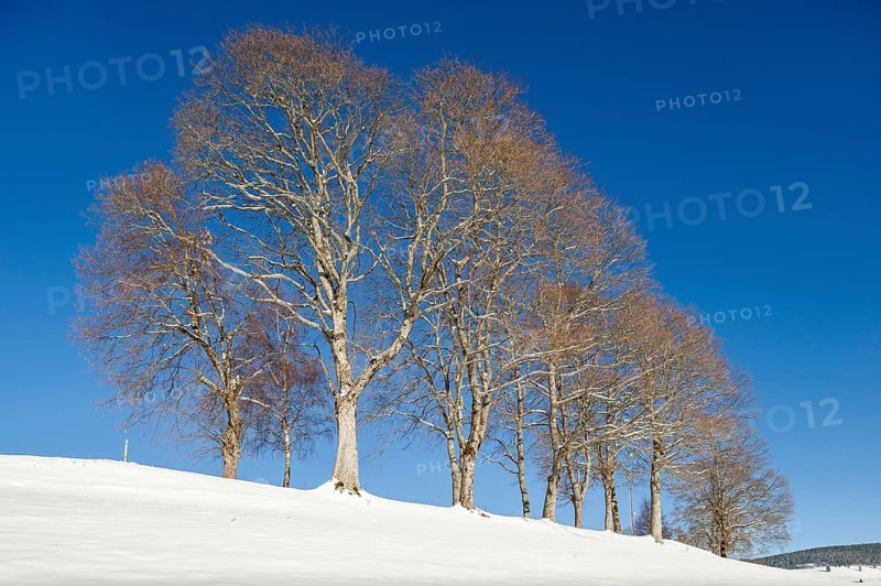 Windbeech