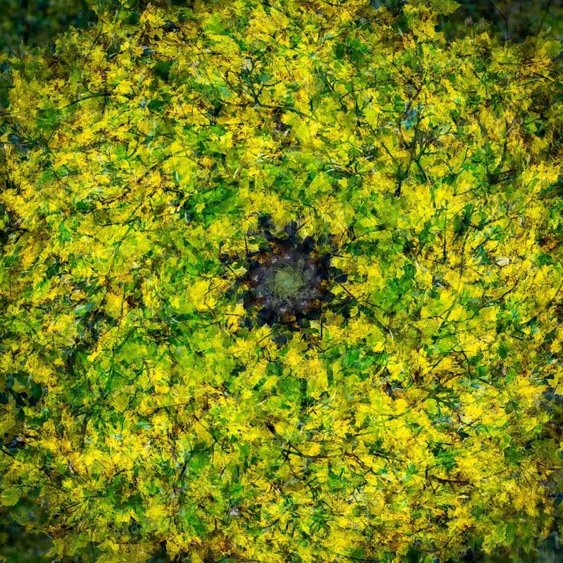 Autumn mosaic
