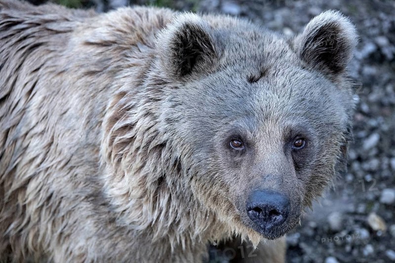 Syrian brown bear