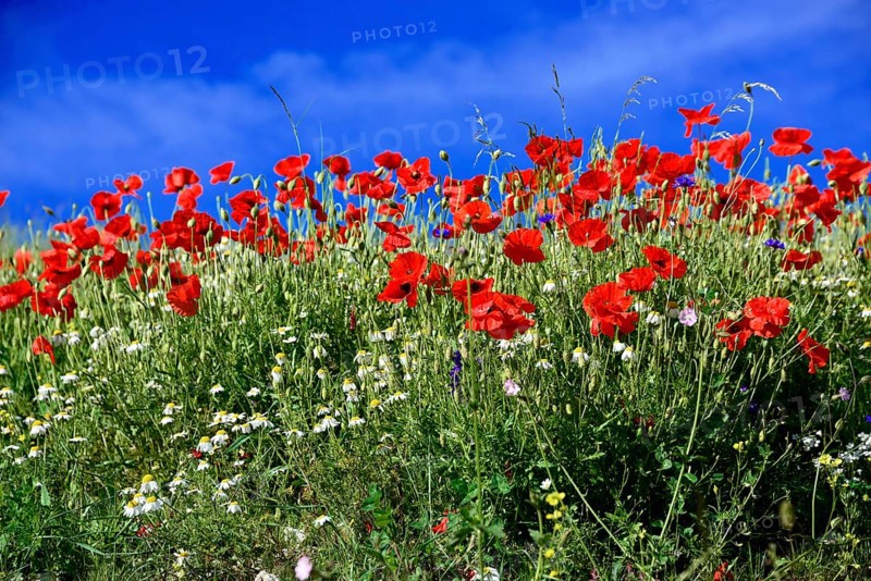 Flower meadow