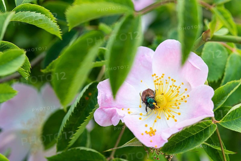 Bracken chafer