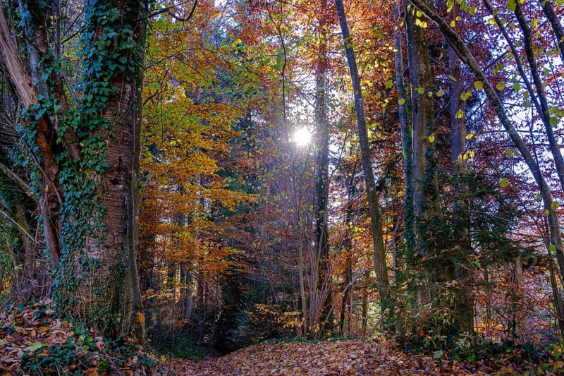 Autumn