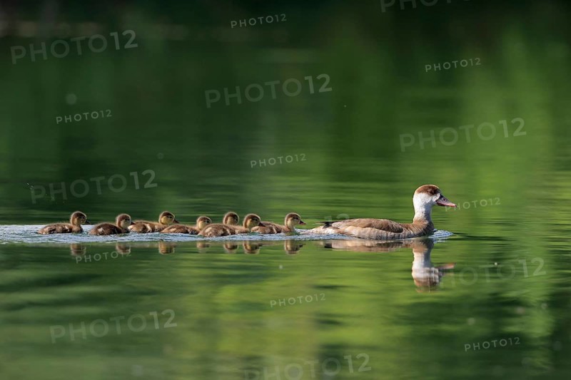Red-crested pochard
