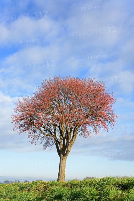 Deciduous tree