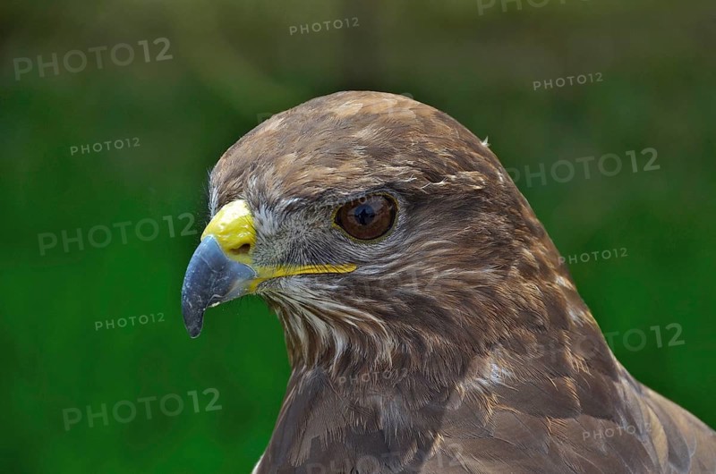 Head of a buzzard in profile