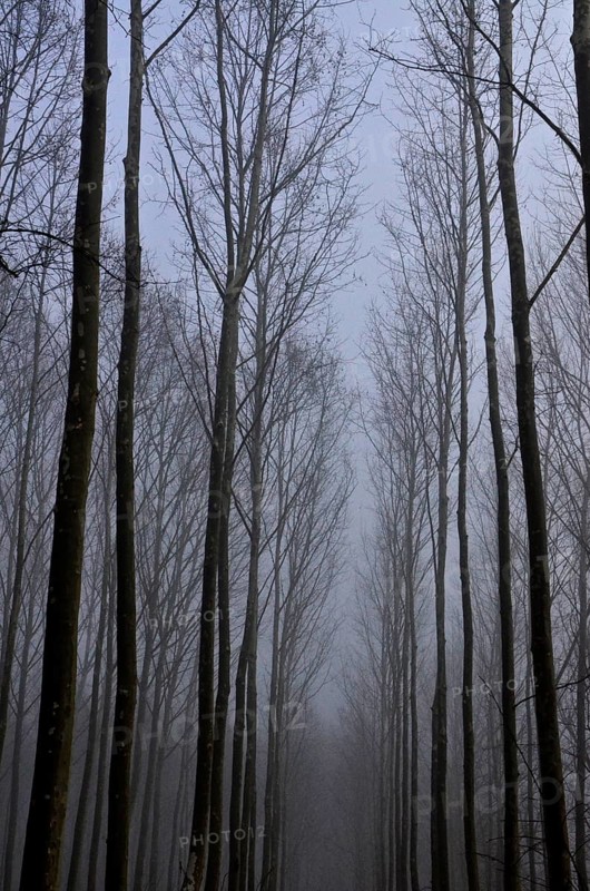Avenue of poplars in the mist