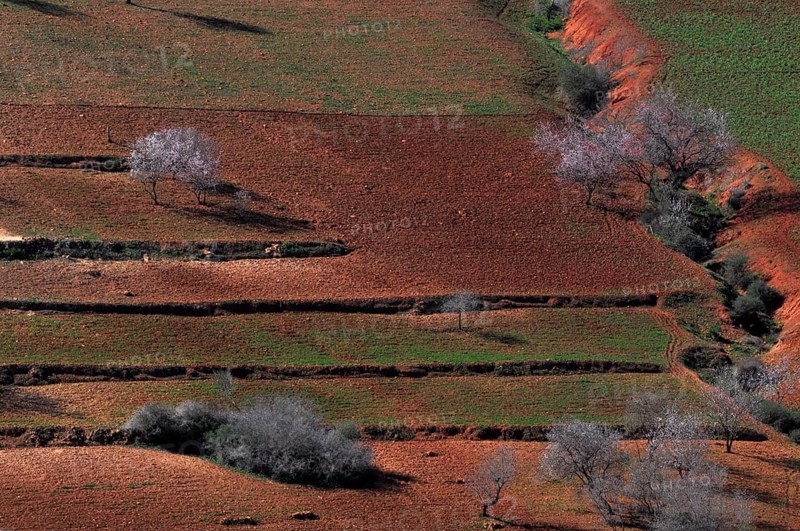 Fields with red earth and blossoming almond trees