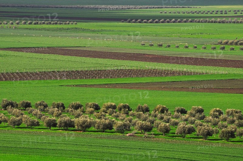 Symmetry of agriculture