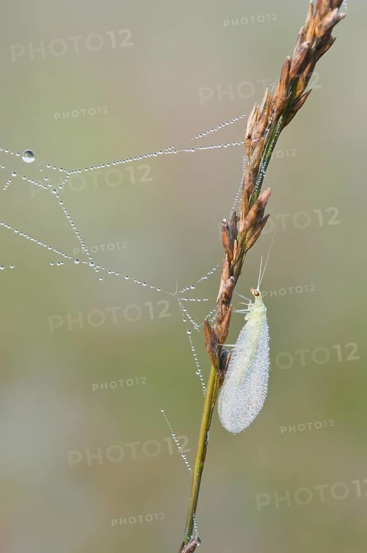 Common green lacewing